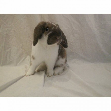 Kääpiöluppa uros Toffe