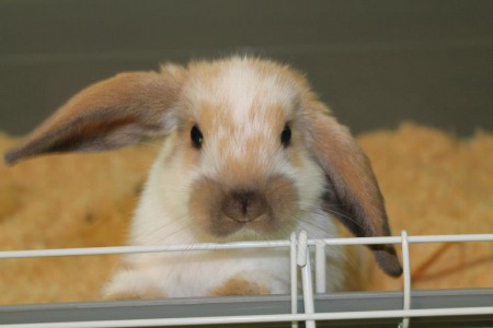 Kääpiöluppa uros Toffe pienenä pupuna