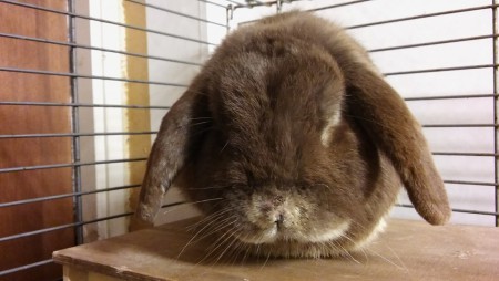 Sinikellon Voitto Kotiin 5/2016