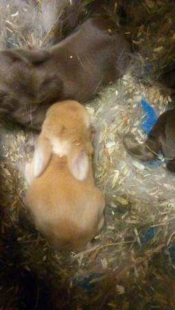 SC Ilizan vaalea vauva 24.6.2016